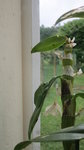 IMG_0266_opt.jpg