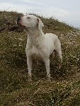 Attika De Atoca Blanca.jpg