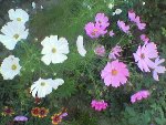 Photo(199).jpg