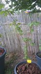 WP_20170626_003.jpg