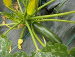 courgette fourmis ! 26 06 17.jpg