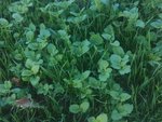 Mauvaise herbe