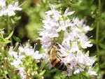 THYMUS X  abeille 19.JPG