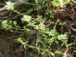 THYMUS X entre-noeuds 95.JPG