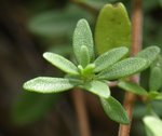 THYMUS X feuille 01.JPG