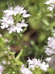 THYMUS X fleur 10.JPG