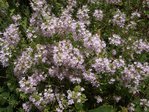 THYMUS X rose 98.JPG