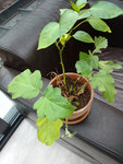 plantesmarrakechIMG_20170628_095902448.jpg