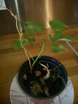 IMG_20170701_100755_383.jpg