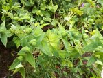 Plantes (1).jpg