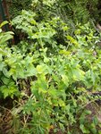 Plantes (2).jpg