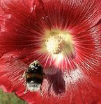 ROSE TRÉMIÈRE(Alcea rosea).JPG