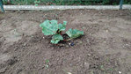 rhubarbeok.jpg
