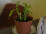 quelle es le noms de cette plante??