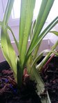 20170702_212453_20170702_212726.jpg