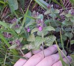Lamiacea.jpg