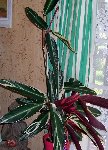 CALATHEA.jpg