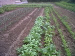 poireau-navet-choux-betterave rouge-carotte