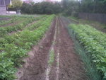 pomme de terres-carotte-oignon-haricot