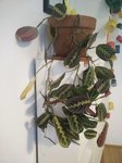 IMG_20170704_191036.jpg