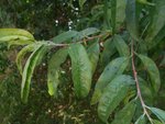DSCN4961.JPG