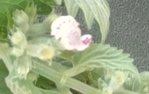 IMG_20170705_164403_crop_259x163.jpg