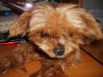 pirate septembre 2008 002.jpg