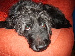 pirate septembre 2008 004.jpg