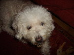 pirate septembre 2008 001.jpg