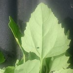 PHOTO_20170702_100423_crop_367x367.jpg