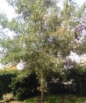 arbre1.JPG