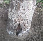 arbre2.JPG