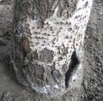 arbre3.JPG