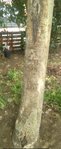 arbre4.JPG