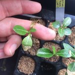 plantule4.jpg