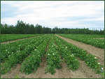 donc des champ de pomme de terre