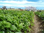et celui des fraises