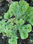 Plante dans pot 004(2).JPG