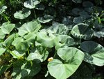 courges 2.JPG