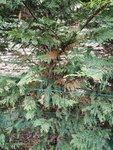 IMG_20170701_133556.jpg