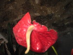 IMG_1113.JPG