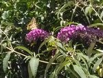 IMG_20170710_114702.jpg