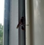 IMG_20170710_230044.jpg