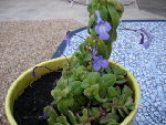DSC02596.JPG