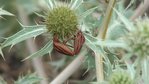 Punaise arlequin (Graphosoma semipunctatum).JPG