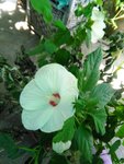 IMG_20170709_131544.jpg