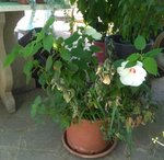 IMG_20170709_131509.jpg