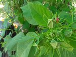 IMG_20170709_131619.jpg
