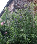 Solanum rantonetti. En pot faisait 80cm et ne fleurissait pas. En pleine terre : 4m de haut, couvert de fleurs