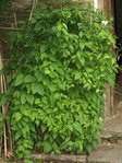 Mandevilla graveolens. En pot, 60cm, était couvert de fleurs dès début juillet. En pleine terre, exubérant, 140cm, fleurit pey et tardivement.